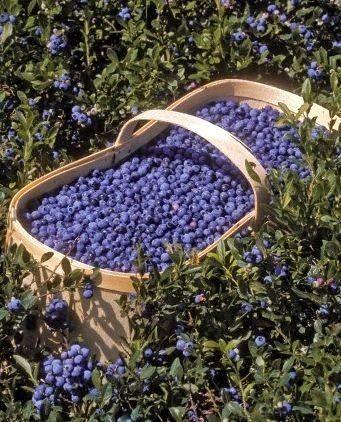 Harvest Symphony: Berry Ensemble from Local Fields